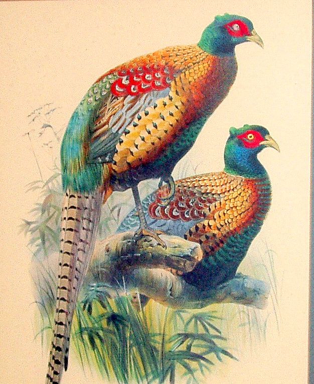 Vintage 26" Framed Bird Print Phasianus Deccollatus - Kweichow Pheasant Vintage 26" Framed Bird Print Phasianus Deccollatus - Kweichow Pheasant