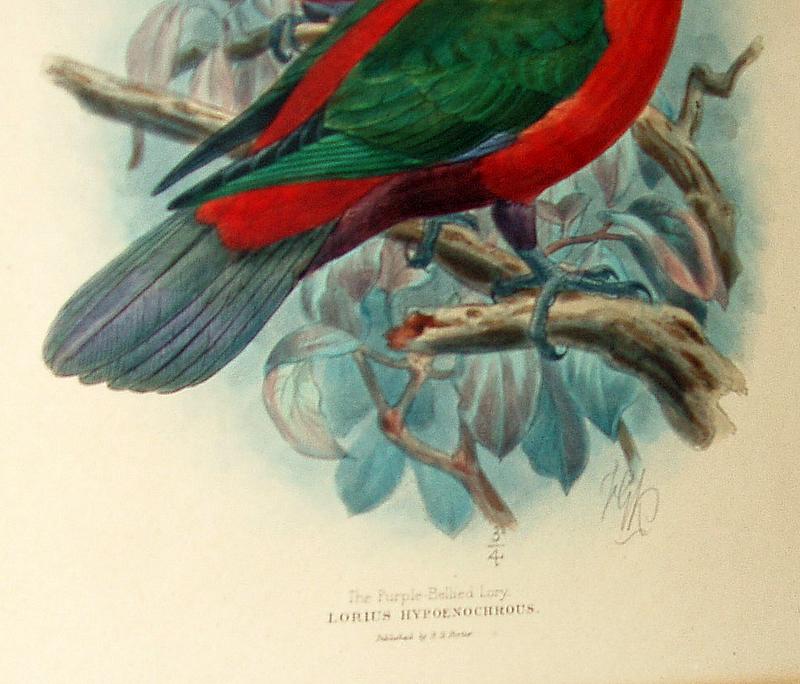 St.George Mivart 1896 Hand-Colored Parrot Lithograph Purple Bellied Lory sgnd by Keulemans St.George Mivart 1896 Hand-Colored Parrot Lithograph Purple Bellied Lory sgnd by Keulemans