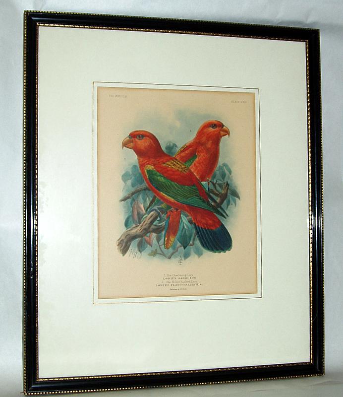 St.George Mivart 1896 Hand-Colored Parrot Lithograph Chattering Lory sgnd by Keulemans St.George Mivart 1896 Hand-Colored Parrot Lithograph Chattering Lory sgnd by Keulemans