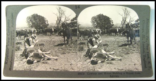 Stereo View of Cowboy Roping Cow Stereo View of Cowboy Roping Cow