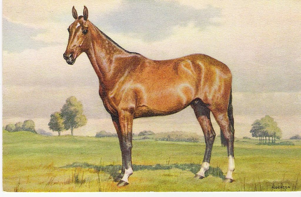 Beautiful Horse - Artist Signed Alderson Beautiful Horse - Artist Signed Alderson