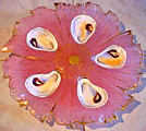 Antique Oyster Plates & Treasures