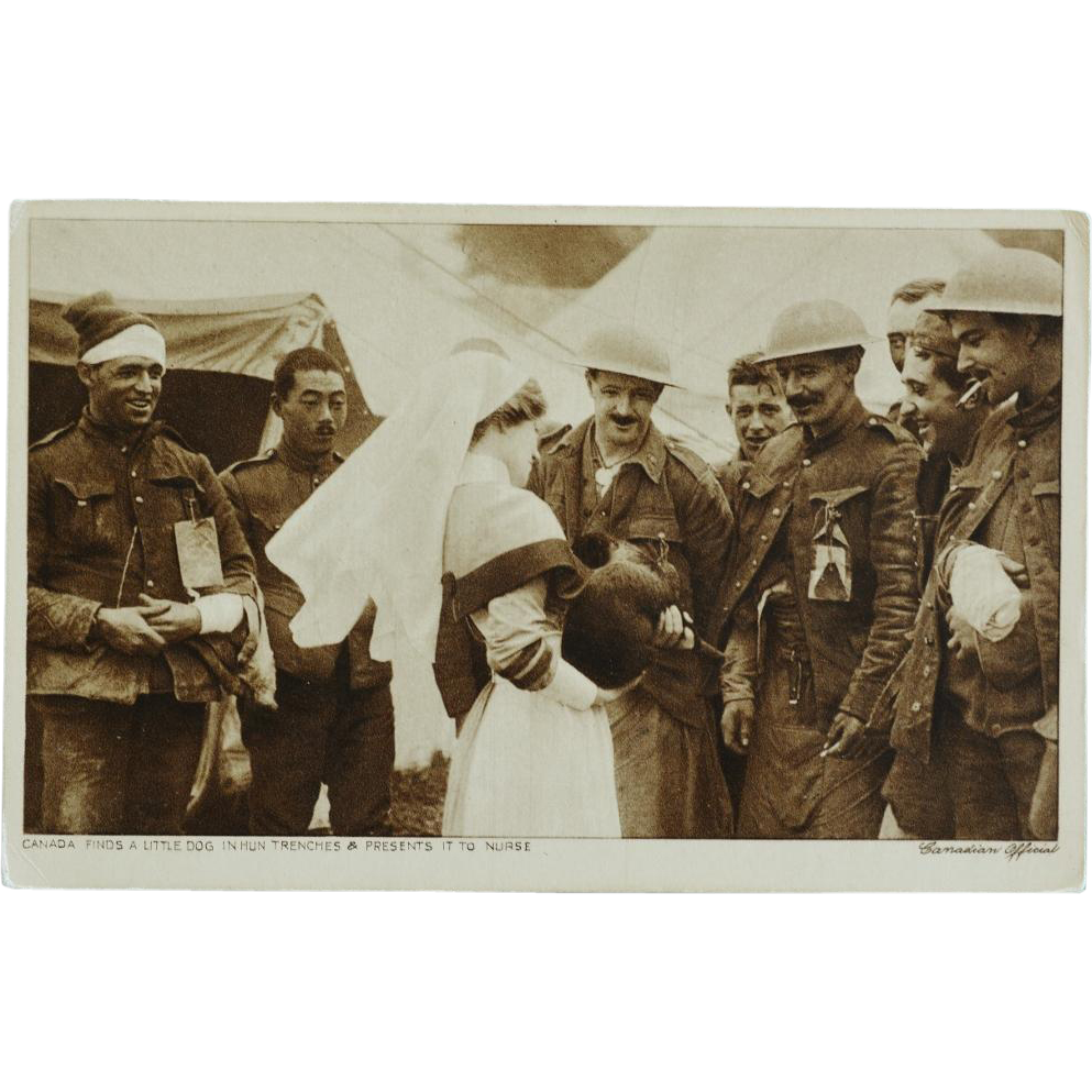 Newfoundland Dog Fireman's Dog Postcard Newfoundland Dog Fireman's Dog Postcard