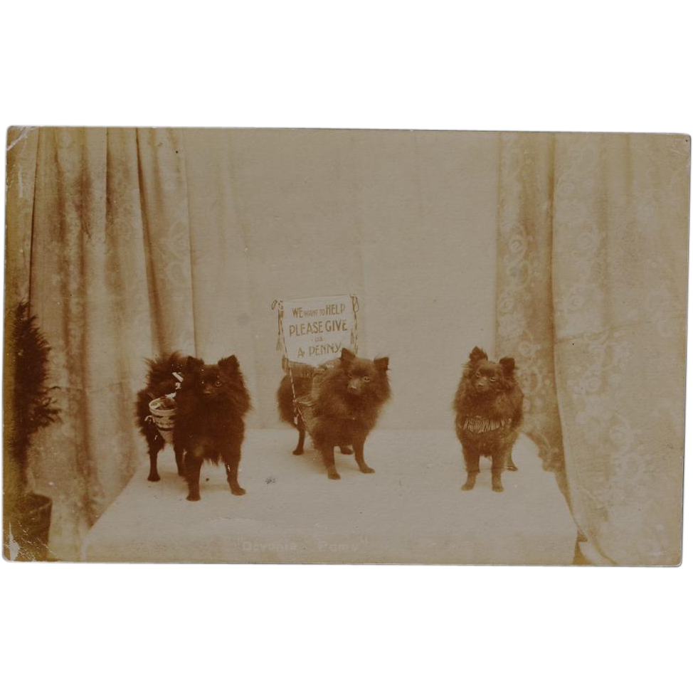 Collecting For Charity Dog Postcard Collecting For Charity Dog Postcard