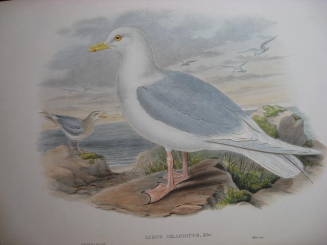 J. Gould Print Birds of Great Britain Iceland Gull J. Gould Print Birds of Great Britain Iceland Gull