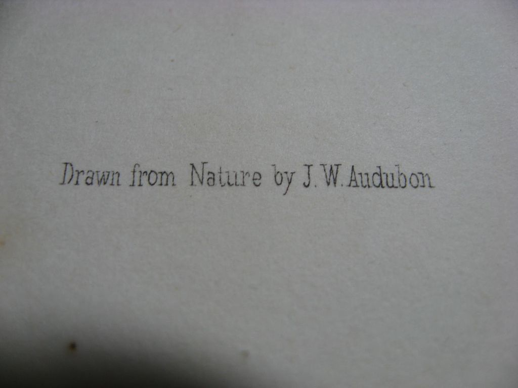 Audubon Quadruped Octavo Raccoon 1851 Audubon Quadruped Octavo Raccoon 1851