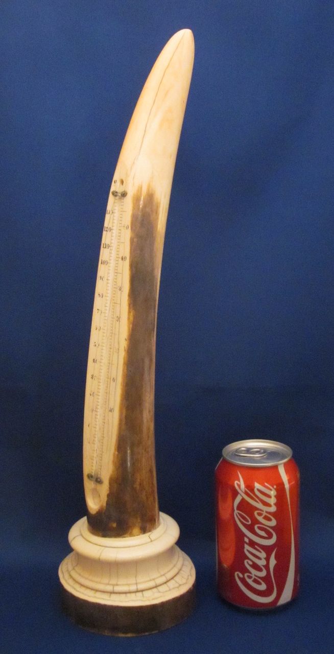 18" TIFFANY & CO IVORY Tusk Desk Thermometer c1900 18" TIFFANY & CO IVORY Tusk Desk Thermometer c1900