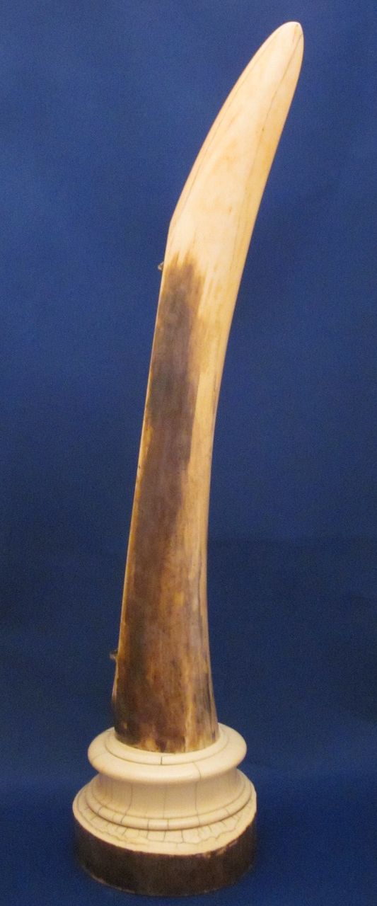 18" TIFFANY & CO IVORY Tusk Desk Thermometer c1900 18" TIFFANY & CO IVORY Tusk Desk Thermometer c1900