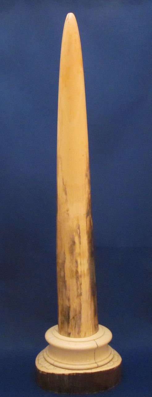 18" TIFFANY & CO IVORY Tusk Desk Thermometer c1900 18" TIFFANY & CO IVORY Tusk Desk Thermometer c1900