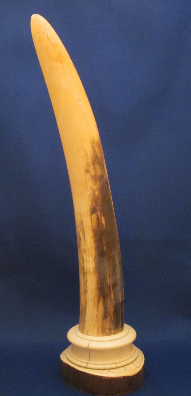 18" TIFFANY & CO IVORY Tusk Desk Thermometer c1900 18" TIFFANY & CO IVORY Tusk Desk Thermometer c1900