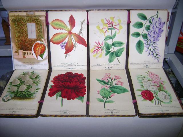 D. M. Dewey Seed Catalog Salesman Sample 91 Nurseryman Prints D. M. Dewey Seed Catalog Salesman Sample 91 Nurseryman Prints