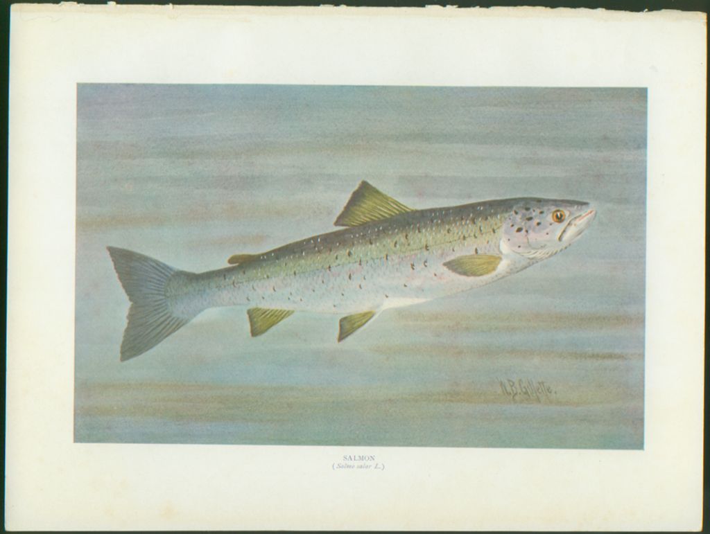 Vintage William B. Gillette Fish Print - Salmon Vintage William B. Gillette Fish Print - Salmon