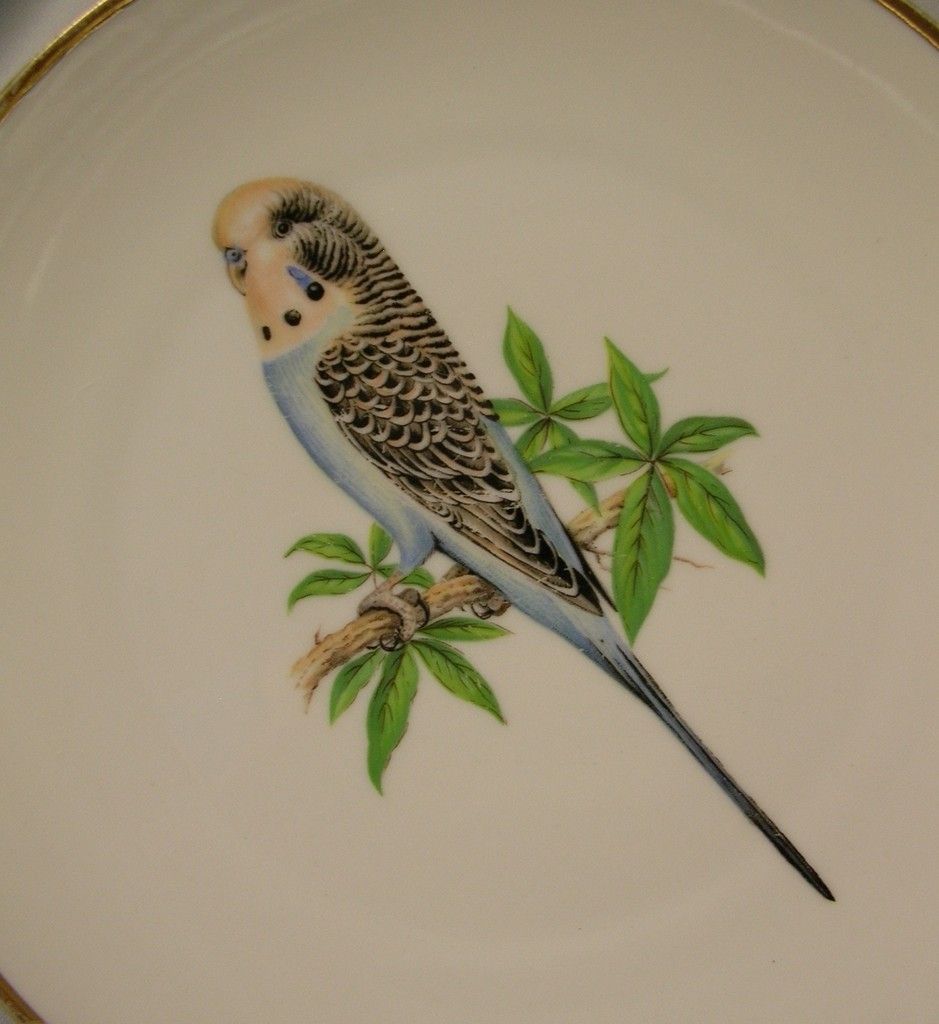 Bareuther Budgeriger Parakeet Decorative Porcelain Plate Bareuther Budgeriger Parakeet Decorative Porcelain Plate