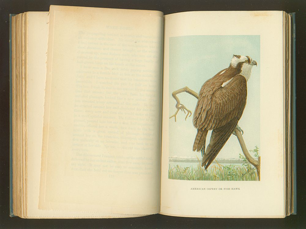 Wake-Robin (The Writings of John Burroughs, Vol. I) - 1905 Wake-Robin (The Writings of John Burroughs, Vol. I) - 1905