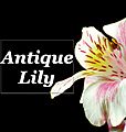 Antique Lily Antique Lily