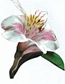 Antique Lily Too! Antique Lily Too!