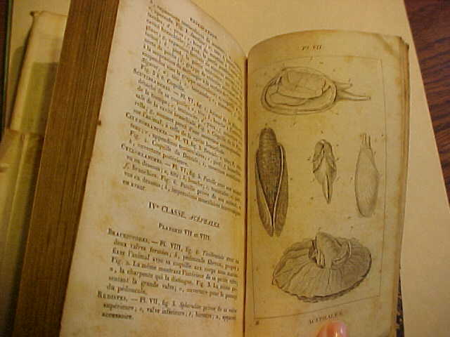 SCARCE 1829 French Manual De L'Histoire Naturelle Des Mollusques Book Conchology Illustrated Plates SCARCE 1829 French Manual De L'Histoire Naturelle Des Mollusques Book Conchology Illustrated Plates
