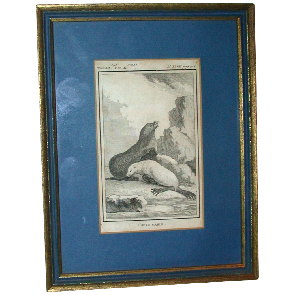 Antique Framed Book Plate Engraving Of Seals (toned), "L'ours Marin" Antique Framed Book Plate Engraving Of Seals (toned), "L'ours Marin"