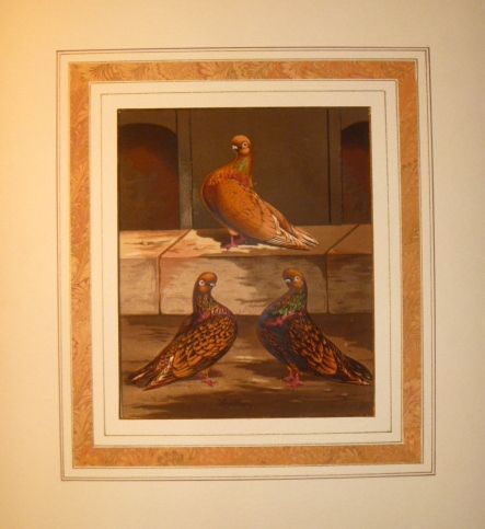 Antique Chromolithograph of Almond Tumbler Cocks Antique Chromolithograph of Almond Tumbler Cocks