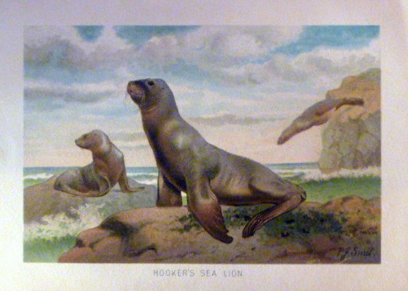 Antique set of five Chromolithograph's Antique set of five Chromolithograph's