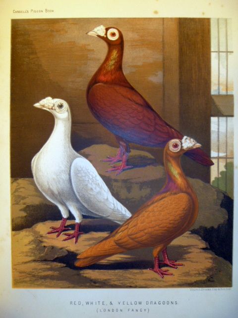 Antique Chromolithograph of Red White & Yellow Dragoons Antique Chromolithograph of Red White & Yellow Dragoons