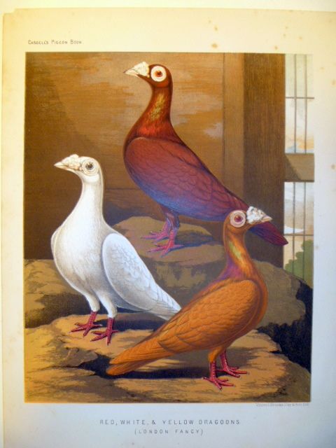 Antique Chromolithograph of Red White & Yellow Dragoons Antique Chromolithograph of Red White & Yellow Dragoons