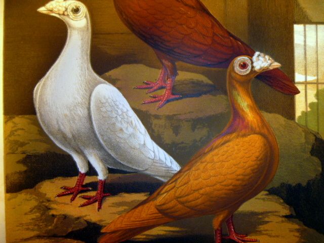Antique Chromolithograph of Red White & Yellow Dragoons Antique Chromolithograph of Red White & Yellow Dragoons