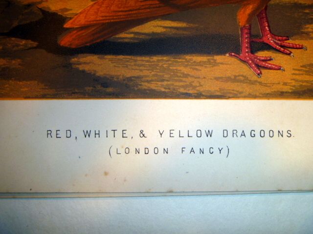 Antique Chromolithograph of Red White & Yellow Dragoons Antique Chromolithograph of Red White & Yellow Dragoons