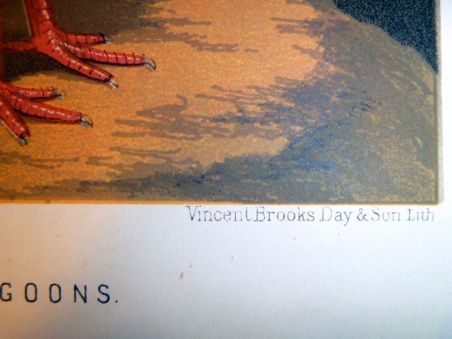 Antique Chromolithograph of Red White & Yellow Dragoons Antique Chromolithograph of Red White & Yellow Dragoons