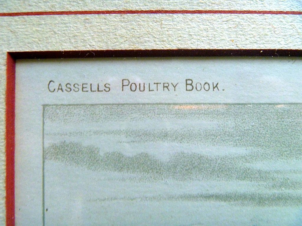 Antique Chromolithograph of a Turkey Antique Chromolithograph of a Turkey