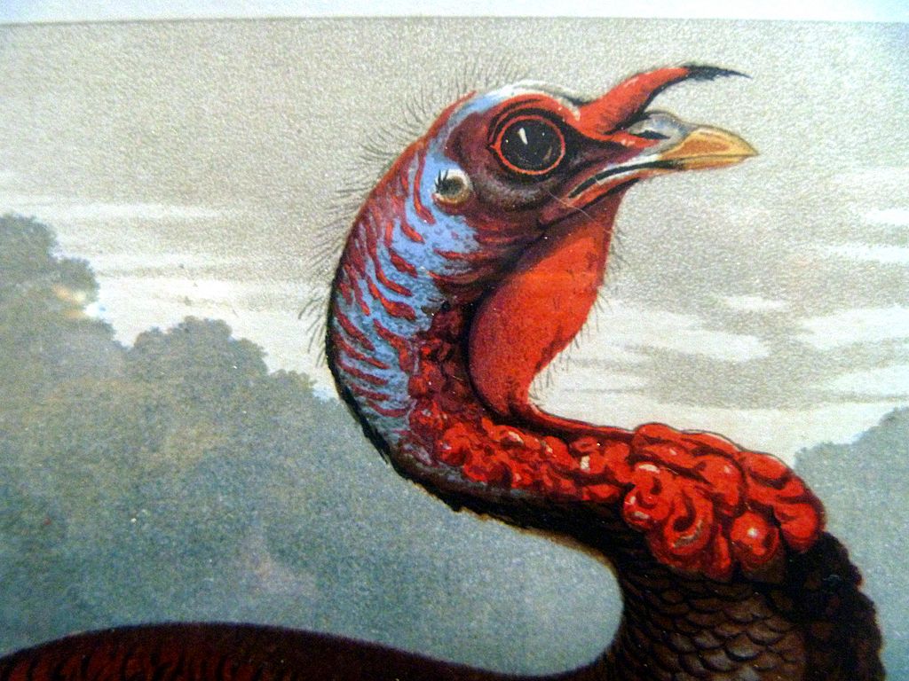 Antique Chromolithograph of a Turkey Antique Chromolithograph of a Turkey