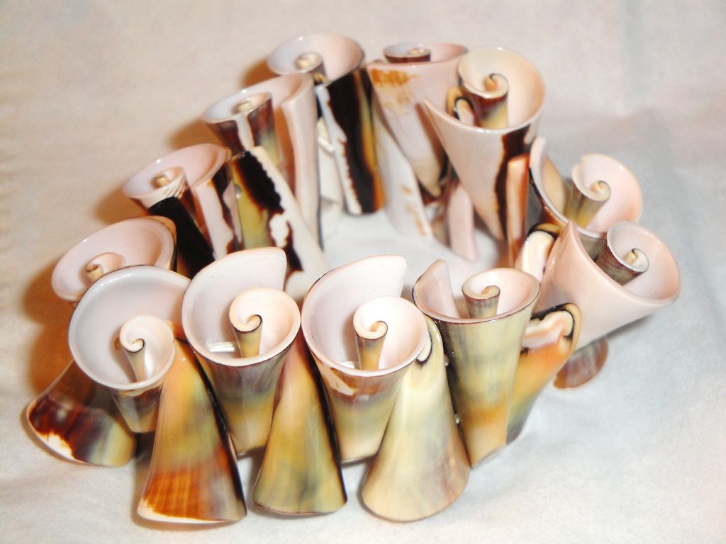 Beautiful Sea Shell Stretch Bracelet Beautiful Sea Shell Stretch Bracelet