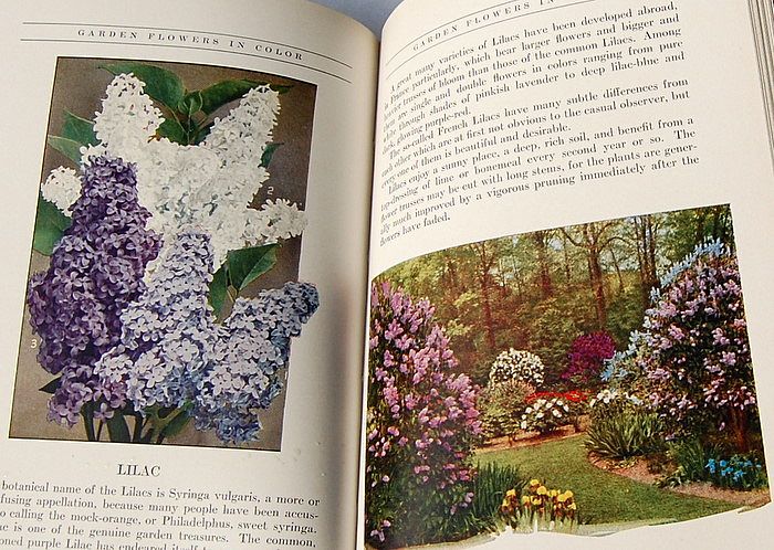 1936 Garden Flowers In Color 469 Colored Illustrations 1936 Garden Flowers In Color 469 Colored Illustrations