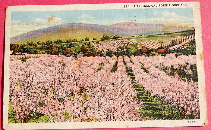 1936 A Typical California Orchard Postcard 1936 A Typical California Orchard Postcard