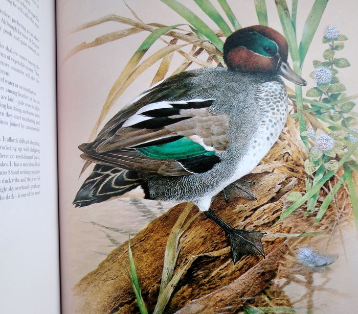 1983 Game Birds By Charles Coles Illustrated By Maurice Pleger 1983 Game Birds By Charles Coles Illustrated By Maurice Pleger