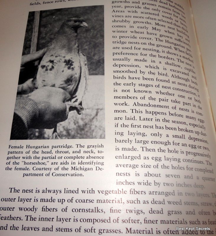 1949 1St Edition Raising Game Birds In Captivity By David B. Greenberg 1949 1St Edition Raising Game Birds In Captivity By David B. Greenberg