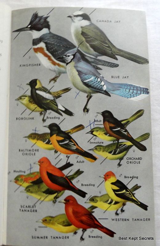 1947 A Field Guide To The Birds Eastern Land And Water Birds Roger Tory Peterson 1947 A Field Guide To The Birds Eastern Land And Water Birds Roger Tory Peterson