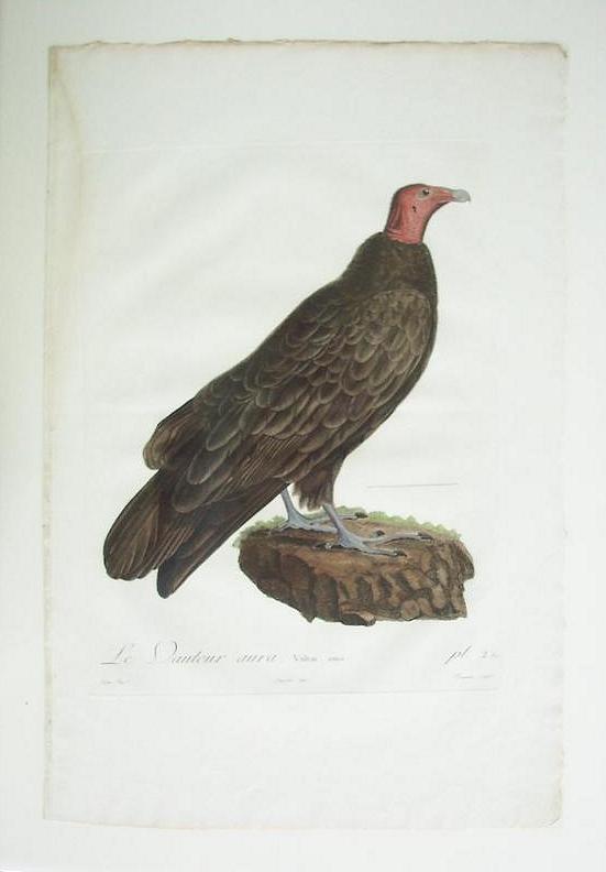 19th Century Copperplate Engraving - Louis Jean Pierre Vieillot 19th Century Copperplate Engraving - Louis Jean Pierre Vieillot