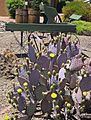 Cactus Country Antiques and Vintage Collectibles Cactus Country Antiques and Vintage Collectibles