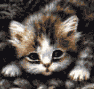 Calico Treasures