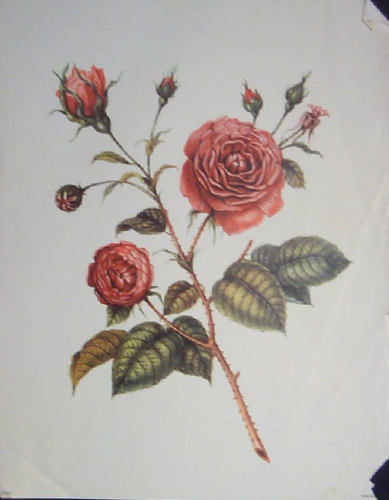 Roses - Trio of Vintage Rose Prints Roses - Trio of Vintage Rose Prints