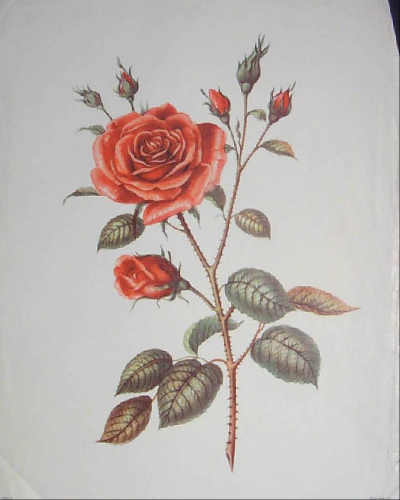 Roses - Trio of Vintage Rose Prints Roses - Trio of Vintage Rose Prints