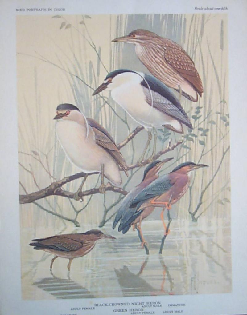 Bird Portrait Jaques Herons Bird Portrait Jaques Herons
