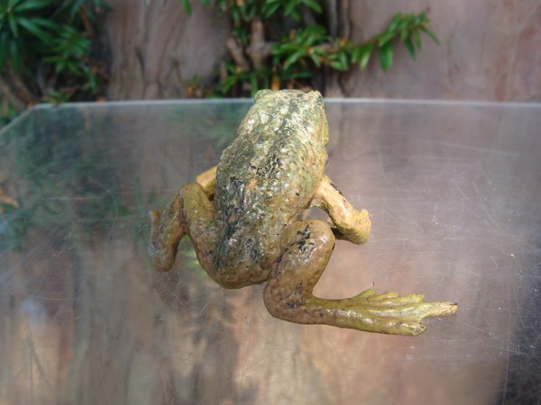 Antique Vienna Bronze frog signed by Bergmann Antique Vienna Bronze frog signed by Bergmann