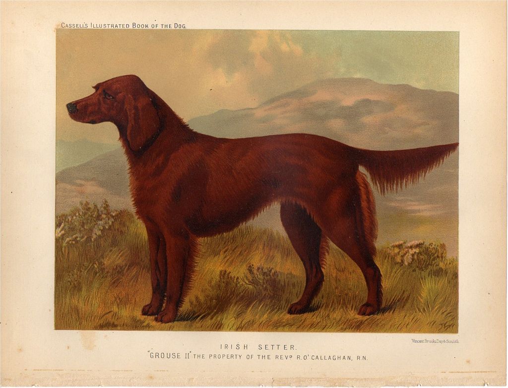 Cassell's "The Illustrated Book of the Dog" Original Color Lithograph - Irish Setter, c.1880s. Cassell's "The Illustrated Book of the Dog" Original Color Lithograph - Irish Setter, c.1880s.
