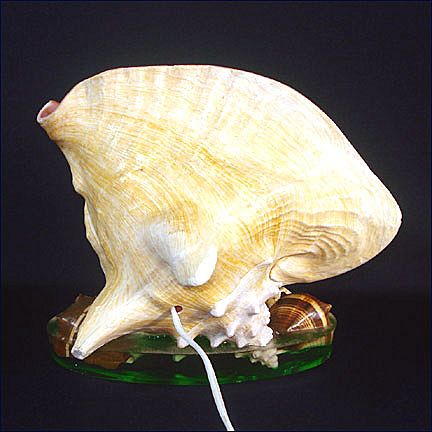 Seashells With Palm Trees Vintage TV Lamp Seashells With Palm Trees Vintage TV Lamp
