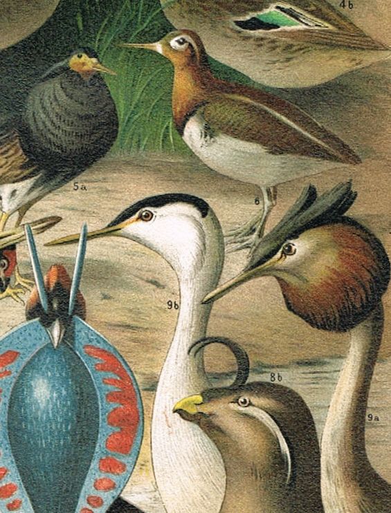 Animals in bridal Colors. Chromo Lithograph from1898. Decorative Animals in bridal Colors. Chromo Lithograph from1898. Decorative