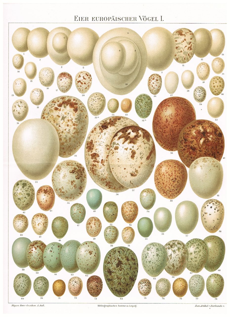 Eggs Chromolithographs