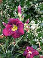 Daylily Treasures Daylily Treasures
