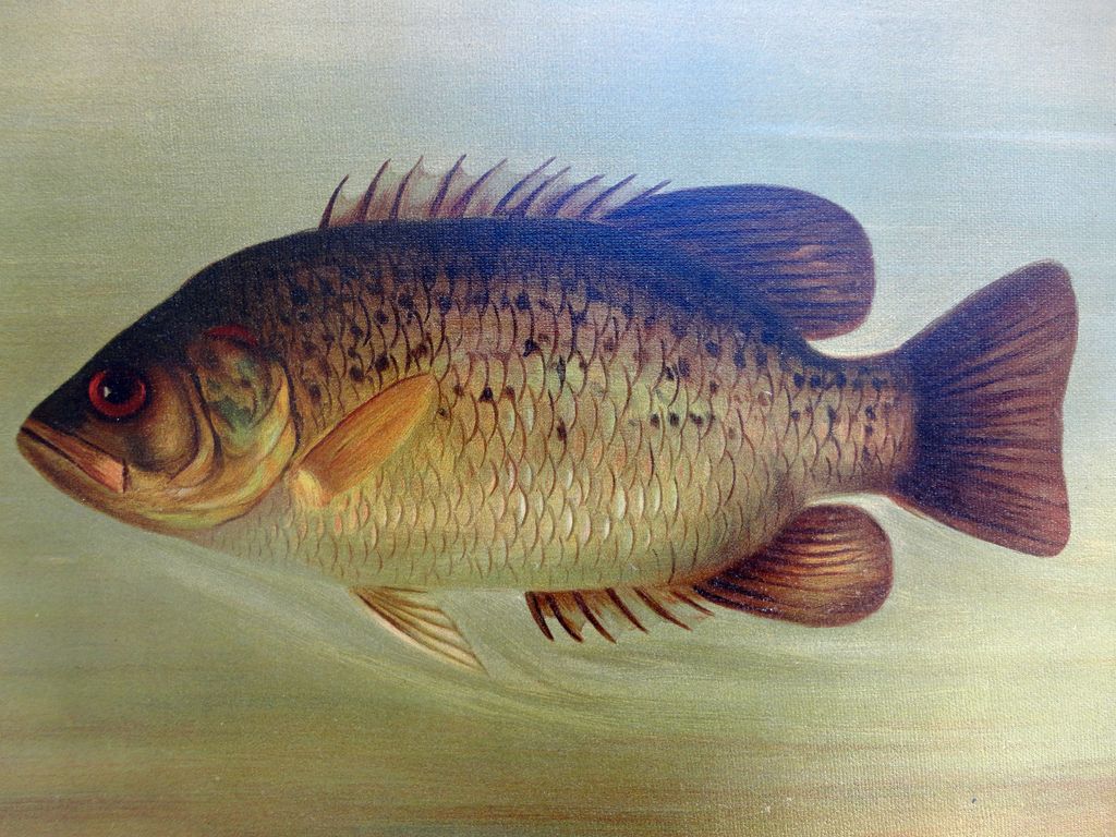 J.L.Petrie; 1890's Chromolithograph of the Rock Bass by William C.Harris J.L.Petrie; 1890's Chromolithograph of the Rock Bass by William C.Harris